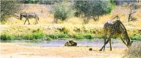 Pilanesberg waterhole